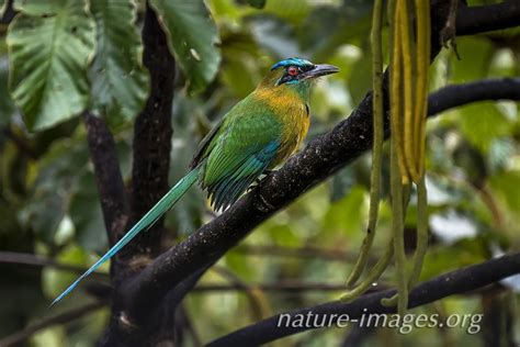 Lesson's Motmot | Nature and wildlife image collection