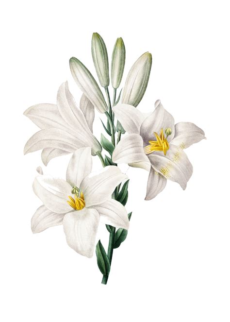 White Easter Lilies Free Stock Photo - Public Domain Pictures