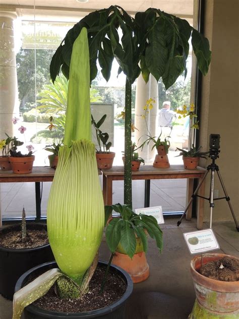 Plantfiles Pictures Titan Arum Bunga Bangkai Corpse Flower