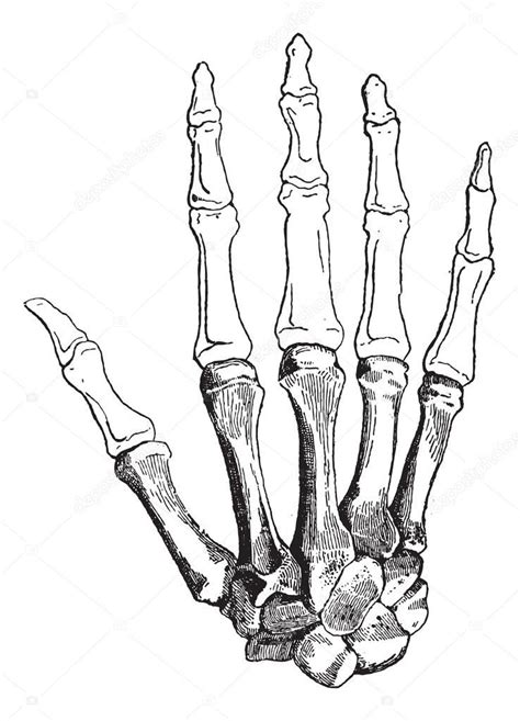 Resultado De Imagen Para Huesos Mano Vector Human Hand Bones Outline