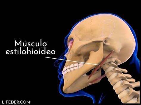 M Sculos Del Cuello Funciones Y Anatom A Anterior Lateral Posterior