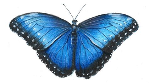 Blue Butterfly Drawing