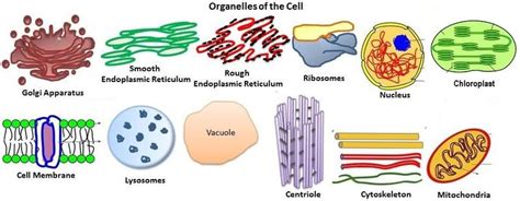 Cell Basics - Ms. Jones Website