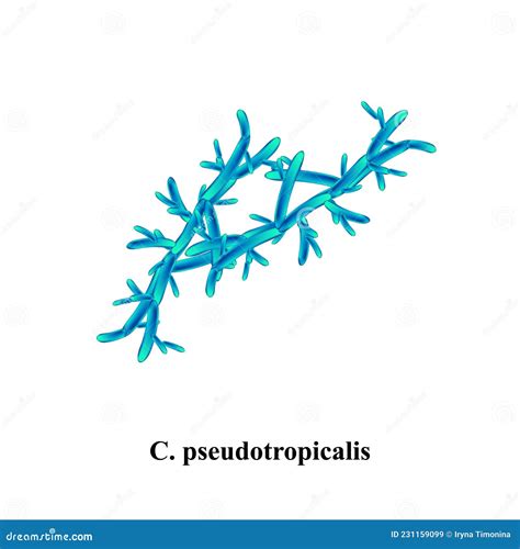 C. Pseudotropicalis Candida. Pathogenic Yeast-like Fungi of the Candida