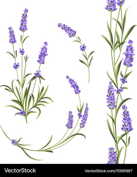 Set of lavender Royalty Free Vector Image - VectorStock