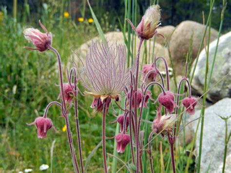 Geum Triflorum Prairie Smoke World Of Flowering Plants