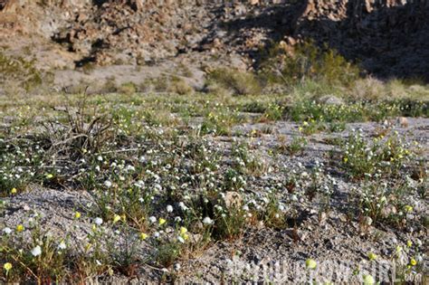 The Heart Of The Mojave More Early Spring California Desert