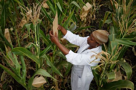 New Manual: Management of drought stress in field phenotyping – MAIZE