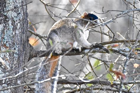 Buff Squirrel