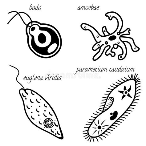 A Set Of Simple Organisms Amoeba Euglena Bodo Infusoria Stock