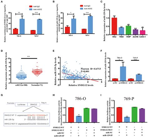 Frontiers Long Non Coding Rna Snhg Functions As A Competing