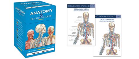 New Anatomy 2 Flash Cards By Popular Demand Quickstudy