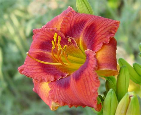 Daylily Hemerocallis Delta Flame In The Daylilies Database Garden Org