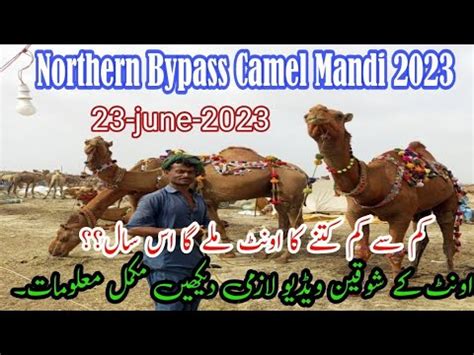 Camel Mandi 2023 At Northern Bypass Mandi Latest Updates 23 06 2023