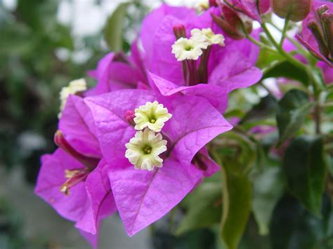 How To Grow Bougainvillea The Garden Of Eaden