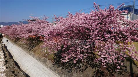 『洞川の河津桜 2020224』秦野・松田・足柄神奈川県の旅行記・ブログ By Hatravelさん【フォートラベル】