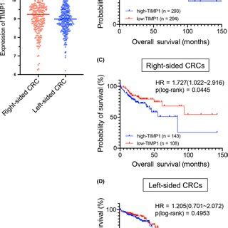 Tissue Inhibitor Matrix Metalloproteinase 1 TIMP1 Upregulation In