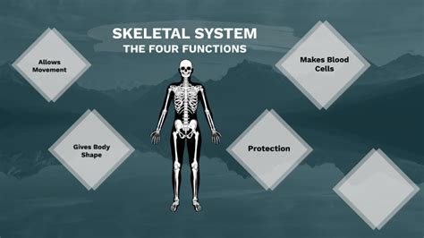 Human Biology Project By Aaron Arndt On Prezi