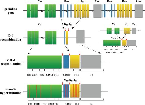 Process Of Generating A Diverse B Cell Repertoire The Structure Of