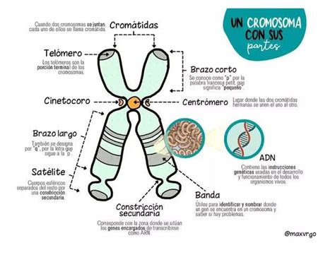 Embriología genética GEN Unidad fundamental de la herencia que pasa