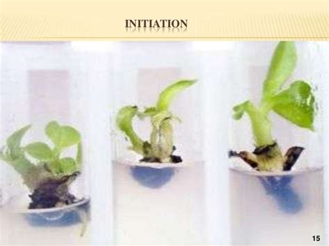 Micro Propagation Of Banana