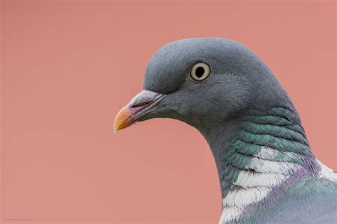 Common Wood Pigeon Houtduif Columba Palumbus On Behance