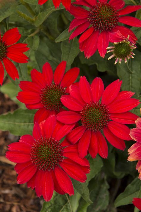 Sombrero Salsa Red Coneflower Pahls Market Apple Valley Mn