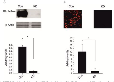 Figure From Crispr Cas Mediated Knock Down Of Enac Blunted The Tnf