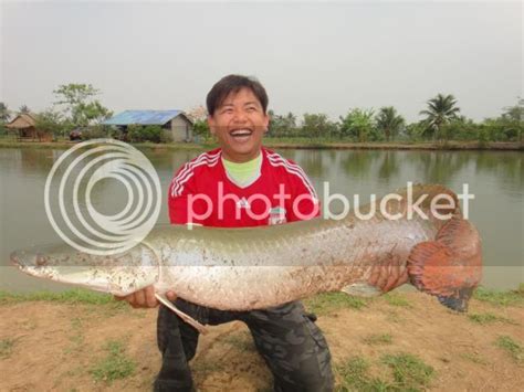 Wild Jungle Perch ( Sebarau )! MAMA Toman! Fishing Thailand By BKKGUY ...