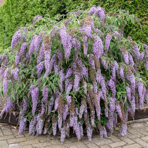 Buddleja Davidii Wisteria Lane Laubgeh Lze Sortiment Shop