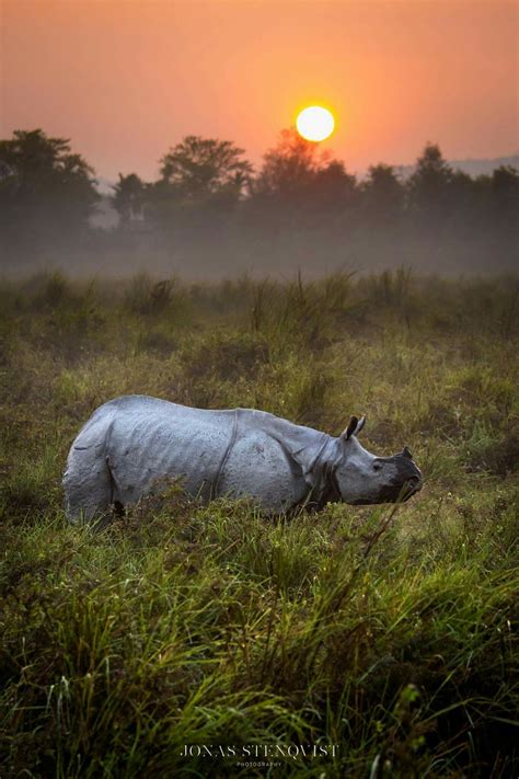 Kaziranga Sunrise — A Greater One Horned Rhino Walks Through The High