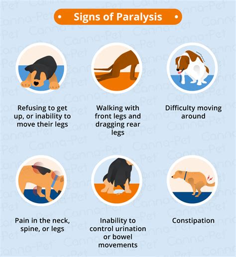 Dog Paralysis: Common Causes & Treatment | Canna-Pet