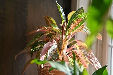 Chinese Evergreen Brown Spots On Leaves 9 Causes Solutions Best