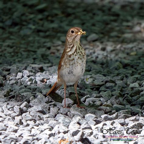 Canadian Nature Visions | Thrushes and Mimic Thrushes