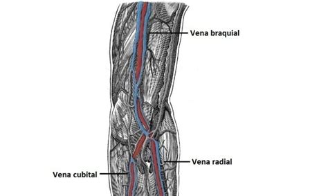 Vena Braquial Origen Localizaci N Afluentes Importancia Cl Nica