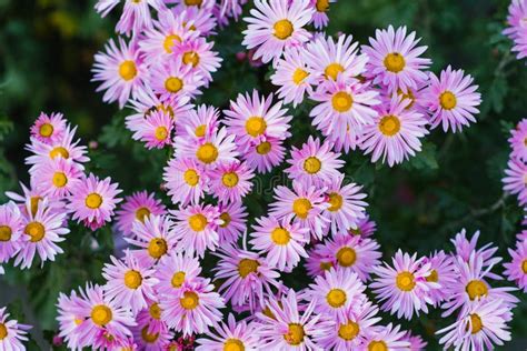 Pink Purple Chrysanthemums Bloom in the Autumn Garden Stock Photo ...