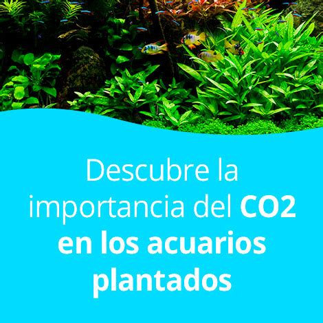 Importancia Del Co En Los Acuarios Plantados Medir Y Ajustar Los