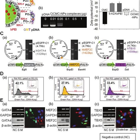 Schematic Of Direct Reprogramming Of Normal Human Dermal Fibroblasts