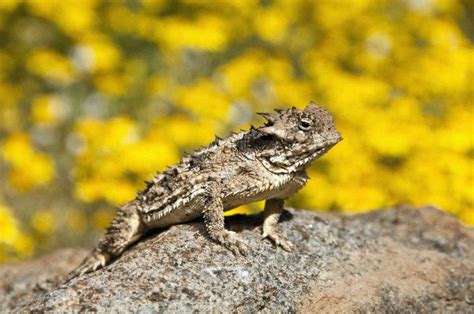 Horned Lizard - Animal Facts and Information