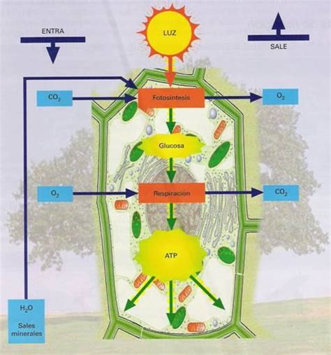 Ciencias 6 Nutrición Celular Autotrofa