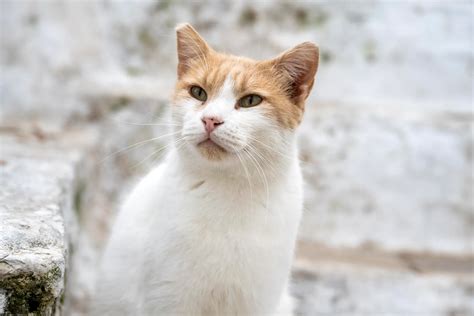 Aegean Cat Breed Information And Characteristics