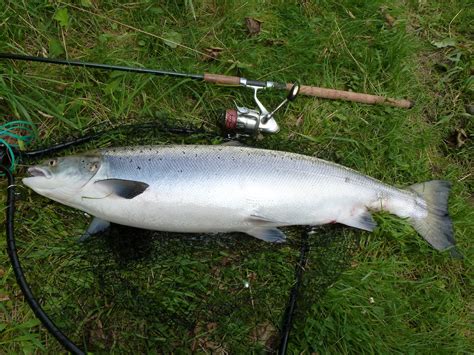 Salmon Fishing Scotland.: Salmon Fishing Scotland Large Summer Salmon ...