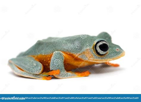 Black-webbed Tree Green Flying Frog Isolated on White Background Stock ...