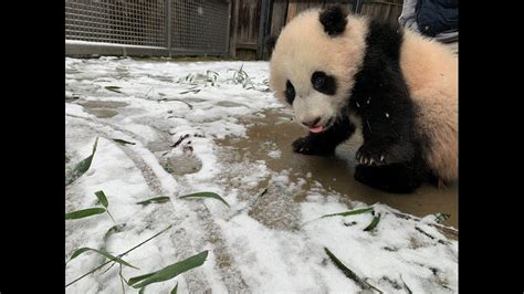 National Zoo panda cam Washington DC snow Giant Pandas enjoy snow ...