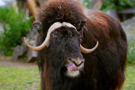 Premium Photo | Portrait of an angry musk ox with big horns