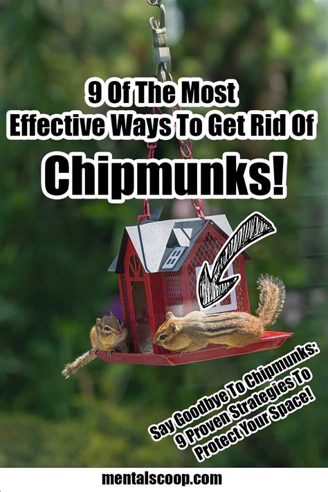 9 Of The Most Effective Ways To Get Rid Of Chipmunks Mental Scoop