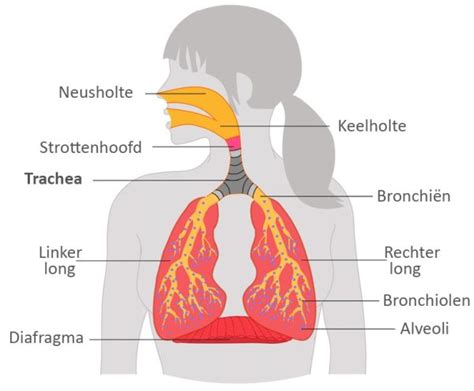 Trachea Ofwel De Luchtpijp En Trache Tis Ontsteking V D Luchtpijp