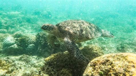 Coral Triangle communities find solutions as underwater world faces ...