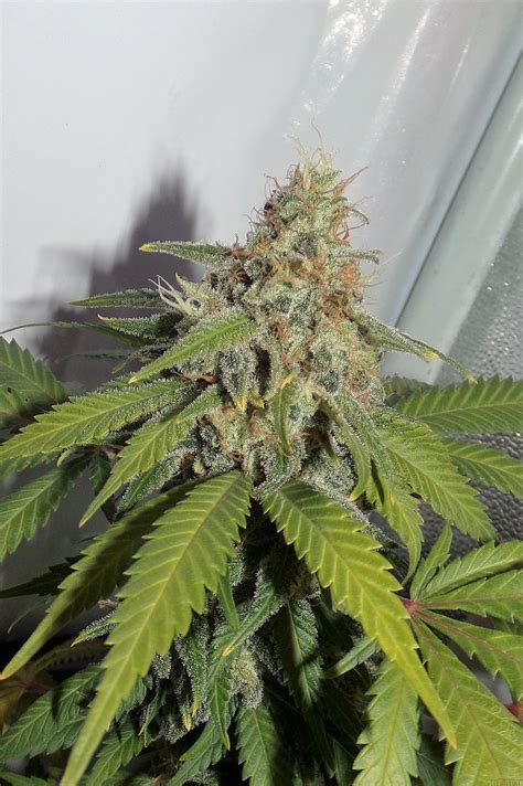 Strain Galerie Jack Herer Sensi Seeds Pic Von Hemp