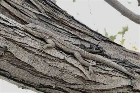 13 Lizards That Live In Trees With Pictures Wildlife Informer